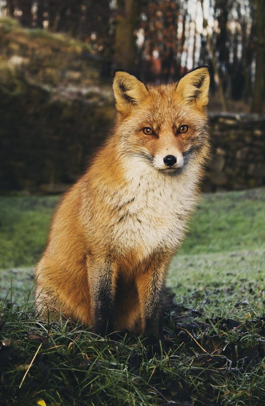 Leur langage secret : que nous disent vraiment les animaux ?